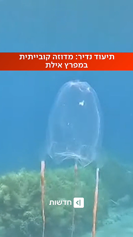 מדוזה קובייתית.כאן חדשות