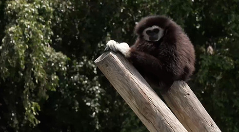 החיות בספארי יודעות לשרוד בג'ונגל, אבל מלחמה? זה כבר סיפור אחר 