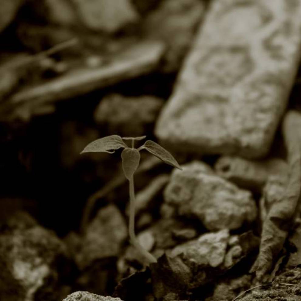 Square 500X500 (601)