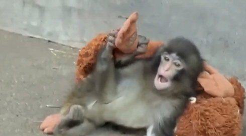 הקוף פאנץ' והבובה המפורסמת: איך רגע של חמלה הפך לשיגעון קניות עולמי?