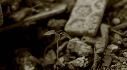 שתיל צומח מהריסות
