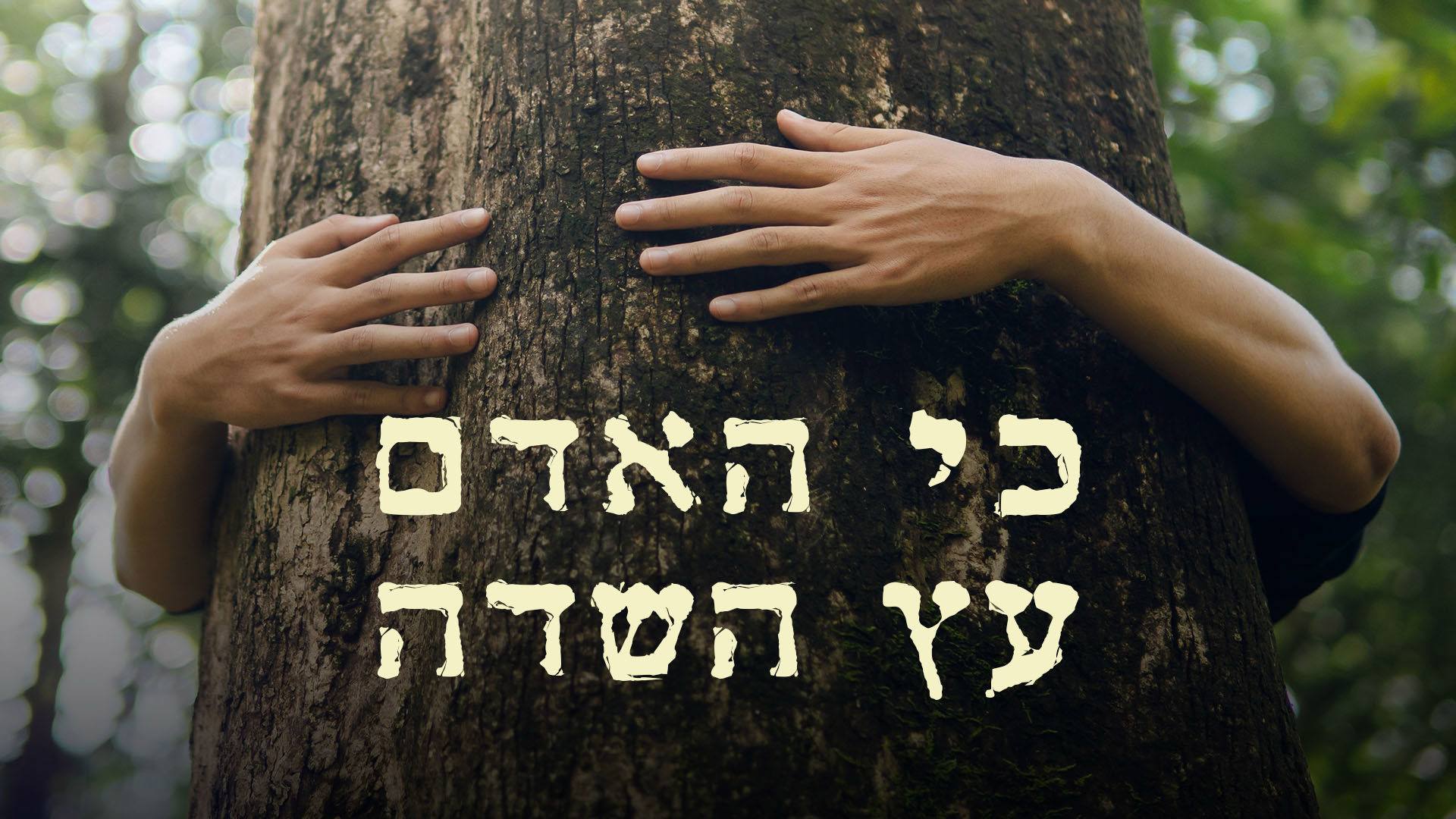 כי האדם עץ השדה, אדם מחבק עץ