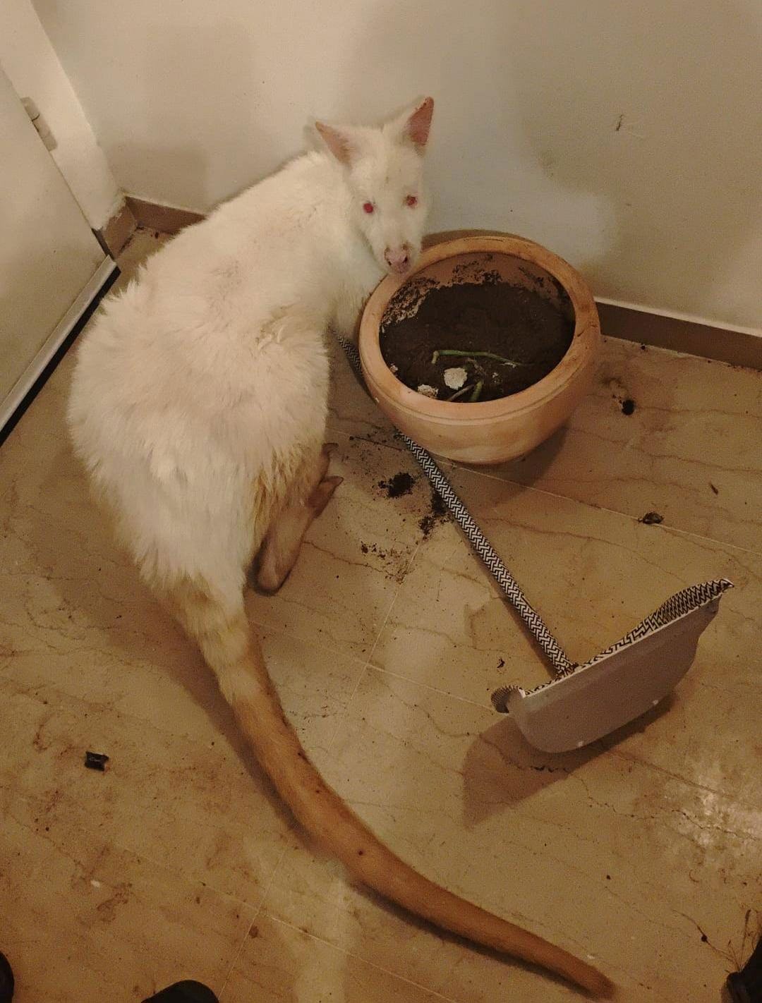 קנגרו שנגנב מגן חיות בעמק בית שאן, 05.02.06