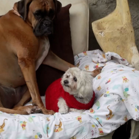 בית ספר לכלבים: הגנים שבהם החברים על ארבע הם הילדים